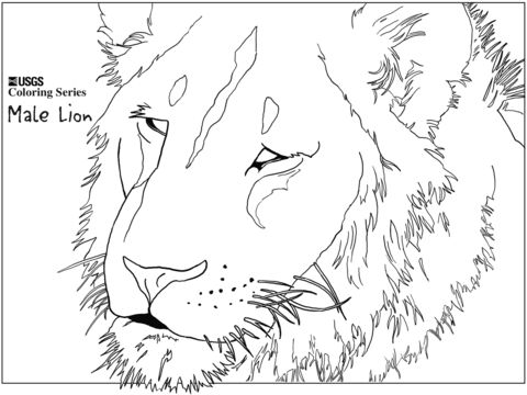 Male Lion Head Coloring Page